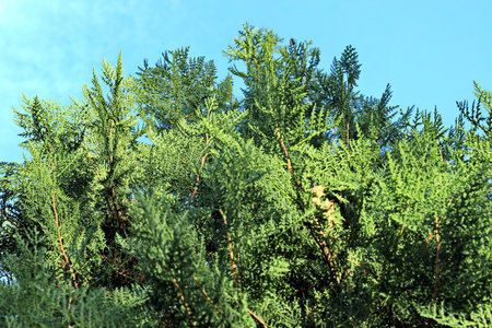 The branches of a thuja on a background of blue skyの写真素材
