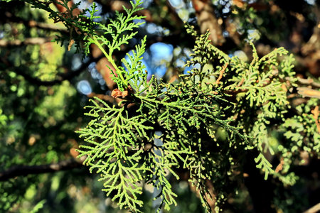 Closeup of thuja branches in sunny day, natural background