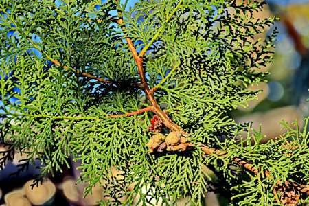 Closeup of thuja twig with cones and green leavesの写真素材