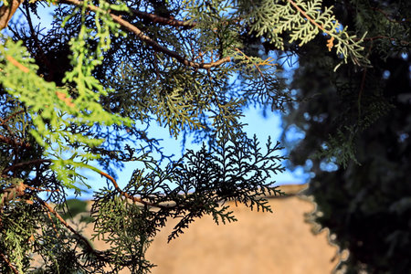 Thuja branch on the background of the blue sky, close-upの写真素材
