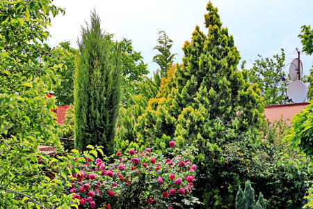 Garden with roses and coniferous trees in summer day.の写真素材
