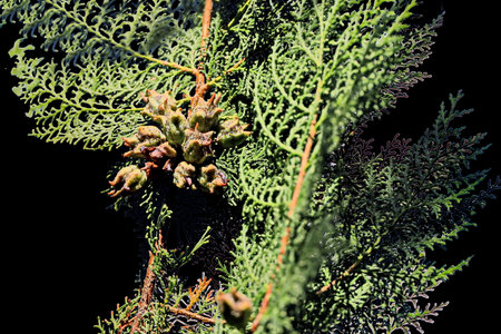 Thuja branch with cones on a black background. Close-up.