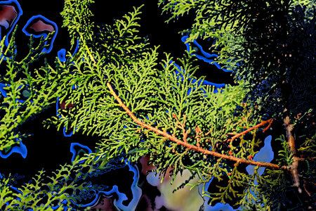 Fractal of juniper branches on black background, macro.の写真素材