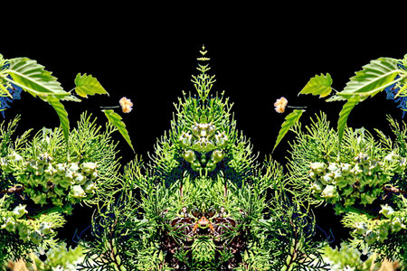 Green leaves and flowers on a black background with space for text.の写真素材