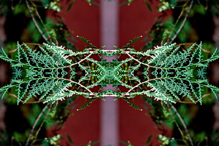 Green leaf on red background. Abstract background with green leaves and red backgroundの写真素材