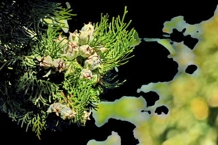branch of thuja on a black background close-upの写真素材