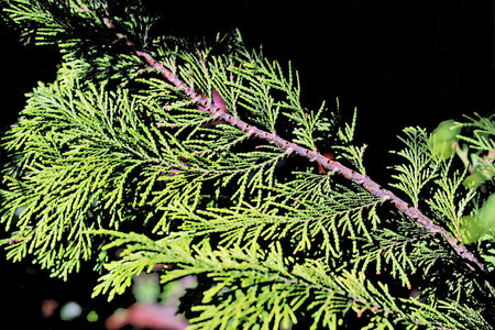 Green thuja branches on a black background, close-upの写真素材