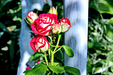 Red roses in a garden on a sunny day. Selective focus.の写真素材