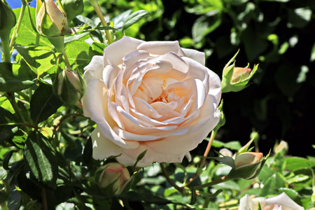 Beautiful white rose in the garden on a sunny summer day.の写真素材