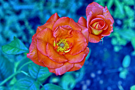 Two orange roses on a background of green grass. Close-up.の写真素材