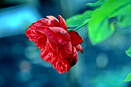 Red rose with green leaves on a blue background, close-upの写真素材