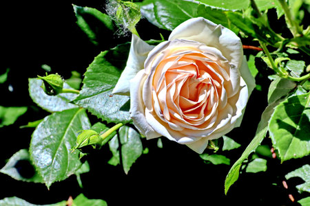 White rose on a black background. Close-up of a white rose.の写真素材