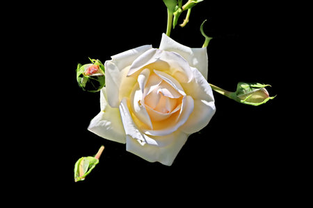 White rose isolated on black background. Close-up of white roseの写真素材