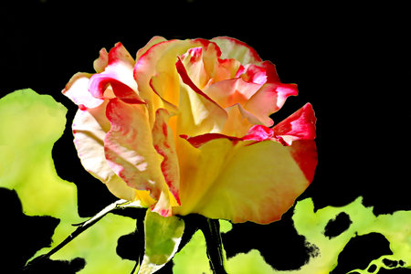 Beautiful yellow and pink rose on a black background. Close up.の写真素材