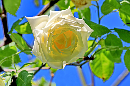 White rose on blue sky background. Rose is a symbol of love.の写真素材