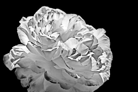 Black and white peony flower isolated on black background. Close up.の写真素材