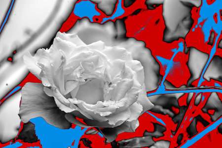 White rose on a background of blue and red paint splashes.の写真素材