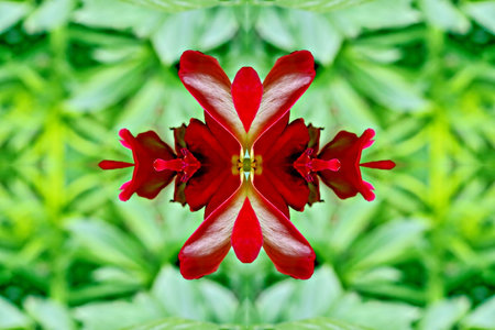 Red tulip flower in the garden with green leaves background. Macro shot.の写真素材