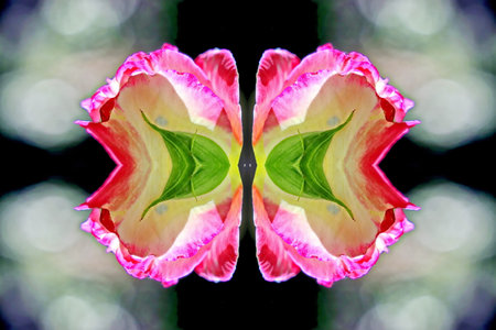 Colorful tulip flowers in the garden. Floral background.