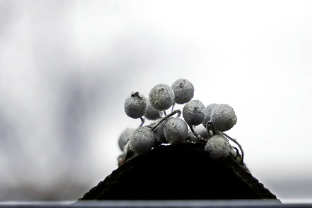 Frosty plants in the winter on a dark background close-upの写真素材