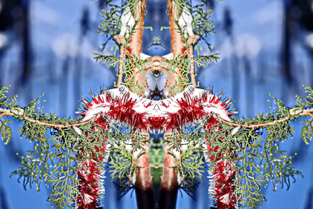 christmas tree with red and white ornaments on blue backgroundの写真素材