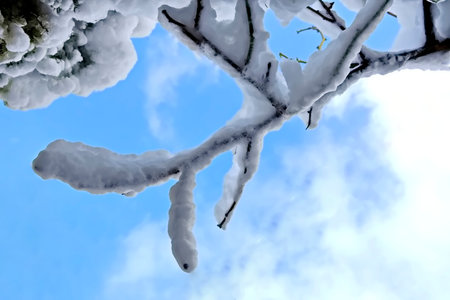 Snowy tree branches on a background of blue sky and white cloudsの写真素材