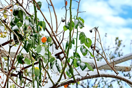 Snow on the branches of an apple tree in early spring close-upの写真素材