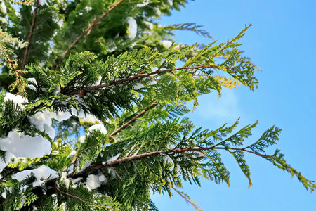 Green branches of a thuja in the snow against the blue skyの写真素材