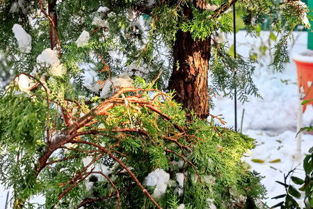 Green branches of a thuja in the snow, close-upの写真素材