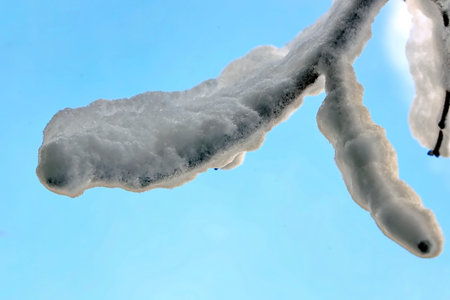 ice on a tree branch against the blue sky. close-upの写真素材