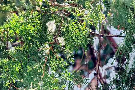 Close up of green thuja branches in the garden. Nature backgroundの写真素材