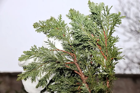 Green thuja branches covered with snow on a white background.の写真素材