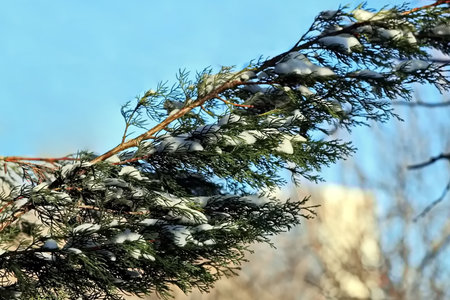 Snow on the branches of a coniferous tree against the blue skyの写真素材