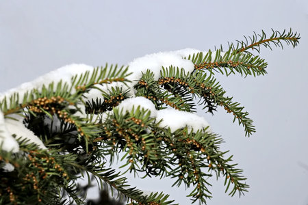 Fir branches covered with snow on a gray background close-upの写真素材