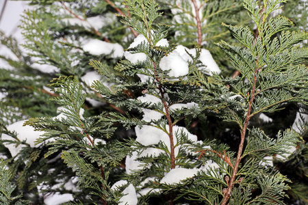 Thuja branches covered with snow, close-up. Winter backgroundの写真素材