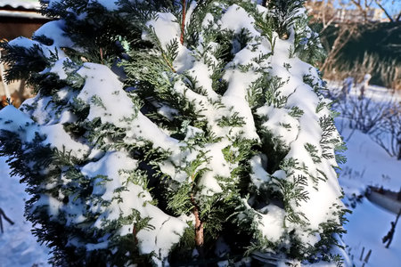 Fir tree covered with snow in winter park. Christmas background.の写真素材