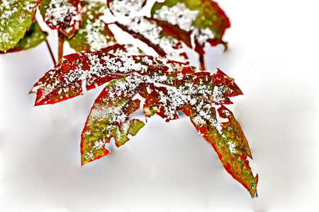 Autumn leaves covered with snow on a white background close-upの写真素材