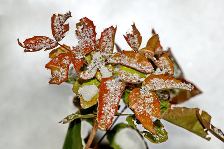 Leaves covered with hoarfrost in winter, close-upの写真素材
