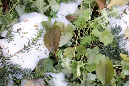 green leaves under the snow in the garden, note shallow depth of fieldの写真素材