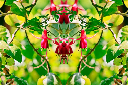 Fuchsia flowers and green leaves in the garden, Thailand.の写真素材