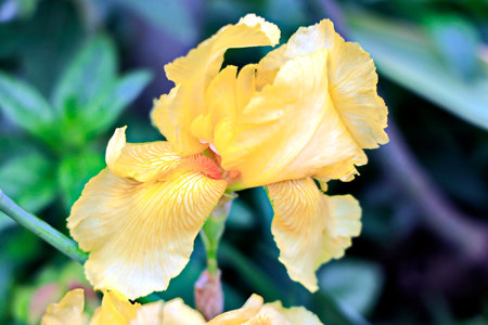 Yellow iris flower in the garden, closeup of photo.