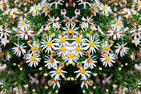 White daisies in the garden. Floral background. Selective focus.の写真素材