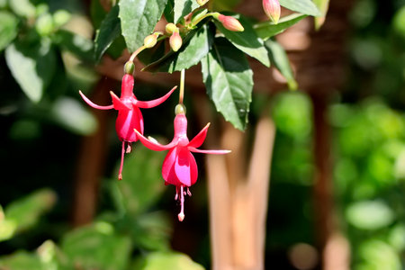 Beautiful pink fuchsia flower in the garden, stock photo