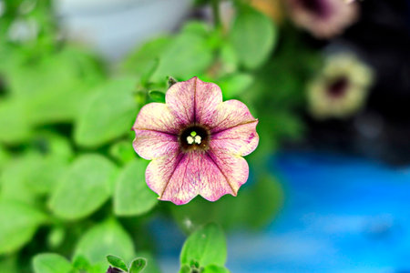 Purple petunia flower in the garden with green leaf background.の写真素材