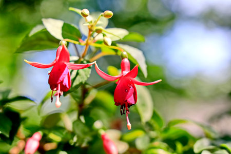 Red fuchsia flowers blooming in the garden. Selective focus.