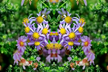 purple daisy flower with green leaves background.の写真素材