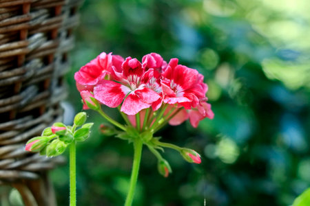 Geranium Pelargonium Flowers Blooming in The Garden. Soft Focus.の写真素材