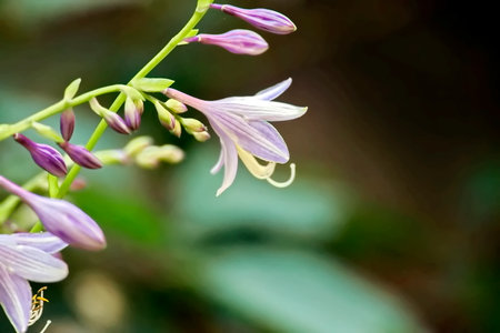 Close up of purple flower with green background. (Clerodendrum giganteum)の写真素材