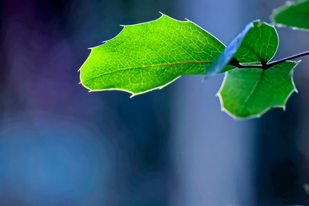 Green leaves on a dark blue background. Shallow depth of field.