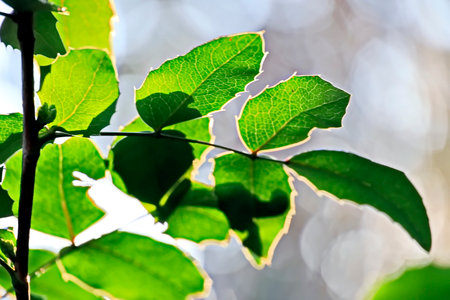 Green leaves in the sunlight. Natural background. Beautiful nature scene.